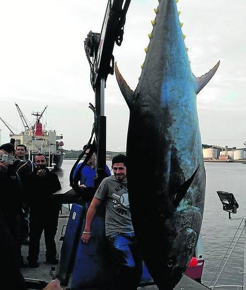 Un túnido de 197 kilos